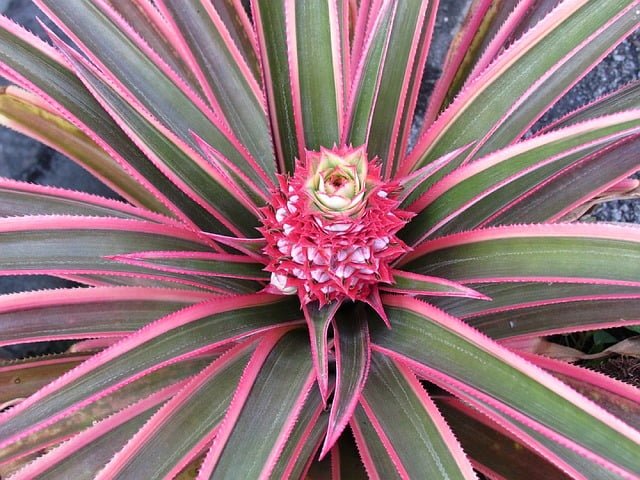 Pinke Ananas